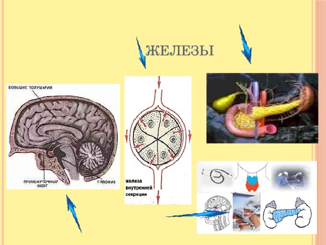 мозговая железа внутренней секреции