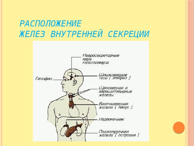 Какие железы относятся к железам. Расположение желез внутренней секреции. Железы внутренней секреции человека презентация. Расположение желез внутренней секреции рисунок. Железы внутренней секреции слюнные потовые щитовидная желудочные.