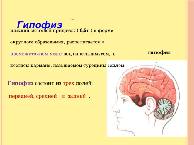 Гипофиз 3 доли. Функции гипофиза головного мозга. Гипофиз образование в промежуточном мозге. Гипофиз строение.