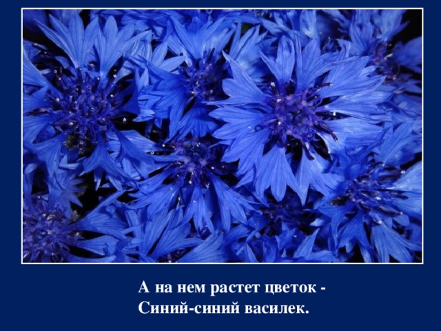 А на нем растет цветок -  Синий-синий василек.   