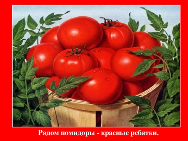 Рядом помидоры - красные ребятки. 