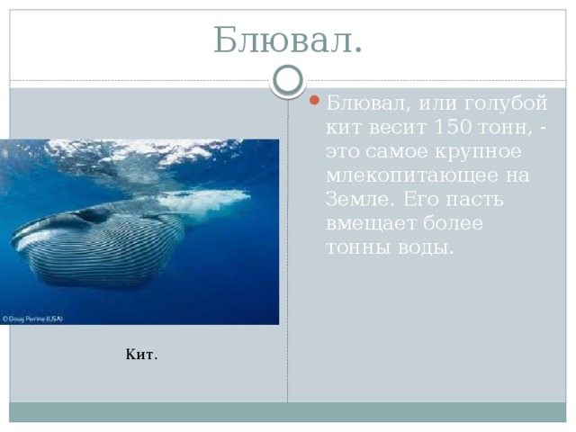 Белый кит вес. Голубой кит 150 тонн. Кит весом 150 тонн.
