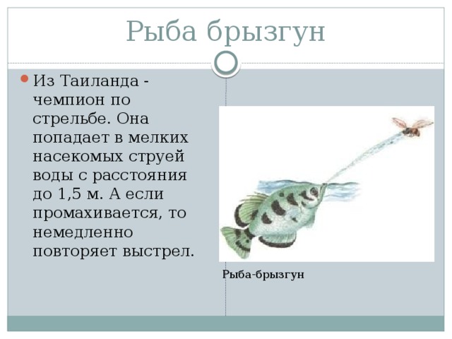 На рисунке 2 изображена цилиндрическая модель струи выпущенной рыбой брызгуном