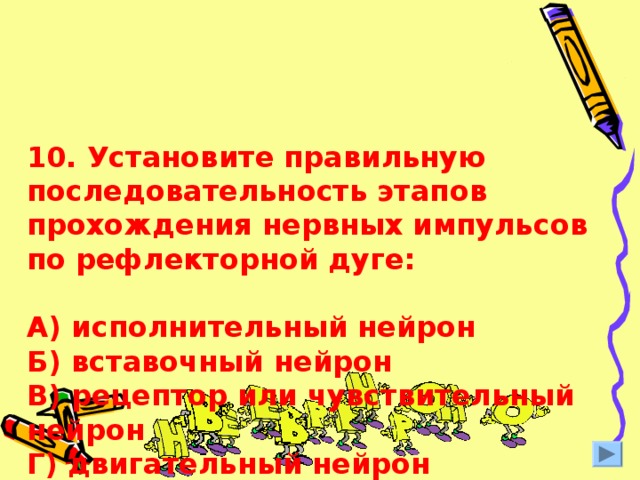 10. Установите правильную последовательность этапов прохождения нервных импульсов по рефлекторной дуге:   А) исполнительный нейрон  Б) вставочный нейрон  В) рецептор или чувствительный нейрон  Г) двигательный нейрон 