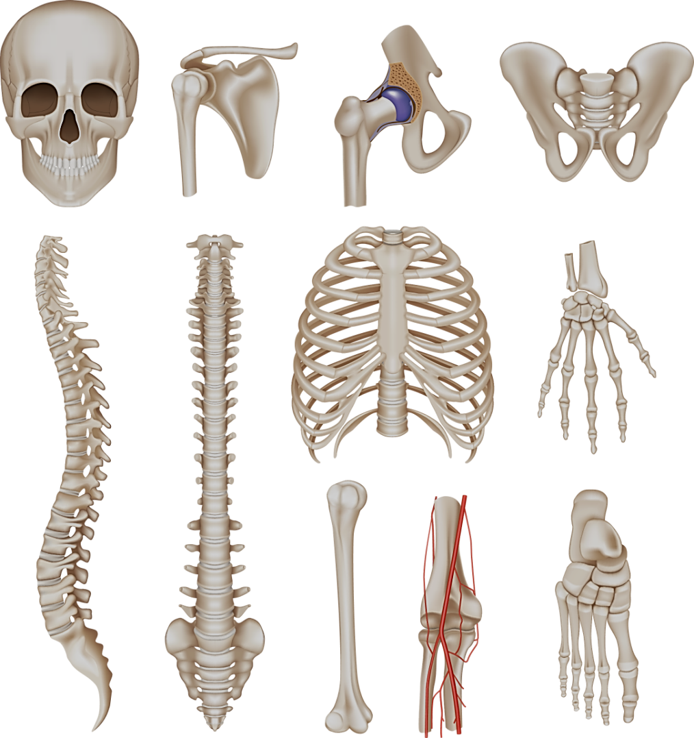 Какой отдел скелета есть. Отделы скелета. Подпишите отделы скелета.. Мрт каких отделов скелетно-мышечной анатомии.
