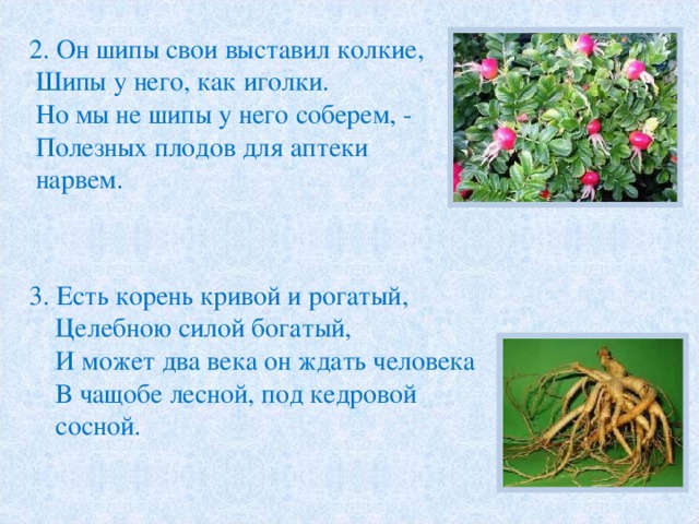 2. Он шипы свои выставил колкие,  Шипы у него, как иголки.  Но мы не шипы у него соберем, -  Полезных плодов для аптеки  нарвем. 3. Есть корень кривой и рогатый,  Целебною силой богатый,  И может два века он ждать человека  В чащобе лесной, под кедровой  сосной. 