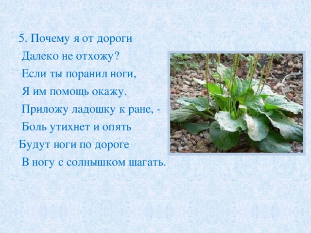 5. Почему я от дороги  Далеко не отхожу?  Если ты поранил ноги,  Я им помощь окажу.  Приложу ладошку к ране, -  Боль утихнет и опять Будут ноги по дороге  В ногу с солнышком шагать. 