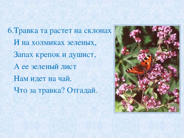 6.Травка та растет на склонах  И на холмиках зеленых,  Запах крепок и душист,  А ее зеленый лист  Нам идет на чай.  Что за травка? Отгадай. 