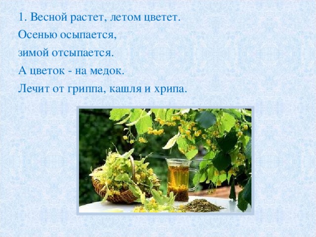 1. Весной растет, летом цветет. Осенью осыпается, зимой отсыпается. А цветок - на медок. Лечит от гриппа, кашля и хрипа. 