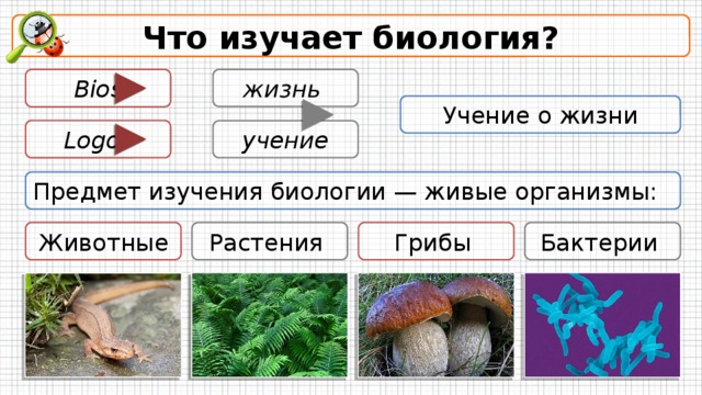 Что изучает биология? жизнь Bios Учение о жизни Logos учение Предмет изучения биологии — живые организмы: Бактерии Животные Грибы Растения Слово «биология» в переводе с греческого означает «учение о жизни» (bios — жизнь и logos   — учение). Предмет изучения биологии — живые организмы: животные, растения, грибы и бак­терии — их происхождение, развитие, строение, про­цессы жизнедеятельности, связь друг с другом и с неживой природой. Живой организм изучается в био­логии как единое целое, в котором слаженно работа­ют все составляющие его части.  