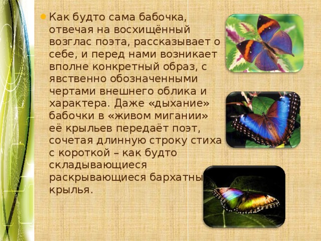 Как будто сама бабочка, отвечая на восхищённый возглас поэта, рассказывает о себе, и перед нами возникает вполне конкретный образ, с явственно обозначенными чертами внешнего облика и характера. Даже «дыхание» бабочки в «живом мигании» её крыльев передаёт поэт, сочетая длинную строку стиха с короткой – как будто складывающиеся раскрывающиеся бархатные крылья. 