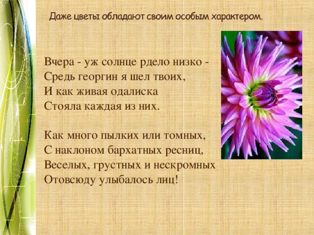 Слово георгин устарело или нет. Фет георгины. Стихи про георгины. Четверостишье про георгины. Стих про георгин.