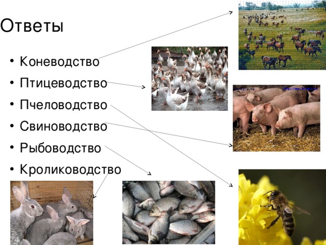 Какое слово лишнее коневодство свиноводство птицеводство плодоводство