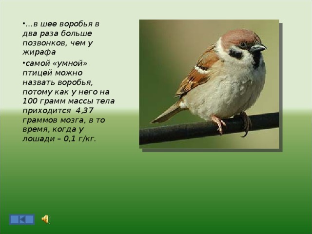 Воробей сколько. Сколько весит Воробей птица. Шея воробья. Строение воробья. Сколько шейных позвонков у воробья.