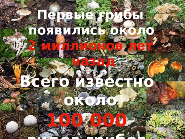 Первые грибы появились около 2 миллионов лет назад Всего известно около 100 000 видов грибов 