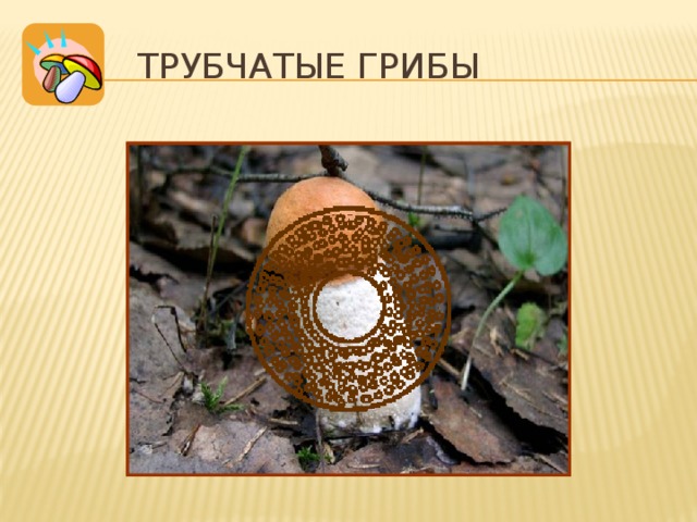 Трубчатые грибы А вот если присмотреться к нижней стороне шляпки белого гриба, маслёнка, подберезовика или подосиновика, то увидишь, что она состоит из мельчайших трубочек. Споры созревают в них, а затем высыпаются. Такой гриб называется трубчатым. Грибы, являясь особой группой живых организмов, имеют черты сходства как с растениями, так и с животными. 9 