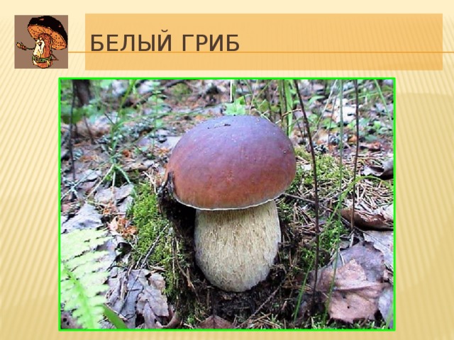 Белый гриб Еще в XV - XVI вв. белый гриб называли именно “грибом”, у всех других были свои названия. Название “белый” он получил потому, что при варке и других заготовках мякоть его не темнеет. Известна находка плодового тела массой 2 кг 720 г. Диаметр шляпки этого гриба достигал 57 см, длина ее по окружности – 170 см, ножка была длиной 52 см. Гриб вступает в сложный симбиоз с корнями древесных растений (в основном, с березой, дубом, сосной, елью), образуя микоризу. Белый гриб имеет около 20 форм, отличающихся приуроченностью к определенному дереву и окраской плодового тела. В еловой форме белого гриба содержатся антибиотические вещества, которые останавливают размножение кишечной палочки и некоторых разновидностей туберкулезных палочек. Из всех грибов это наиболее ценный в пищевом отношении. 12 