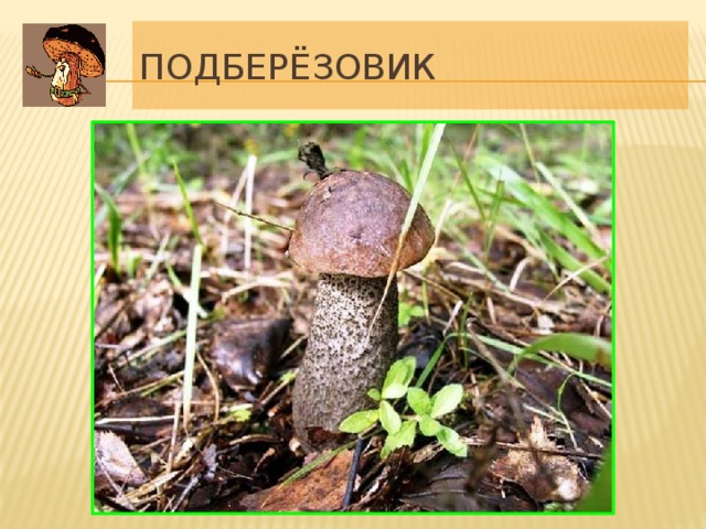 Подберёзовик Шляпка диаметром от 6 до 12 см, окраска – от бурой до белой; в молодости полушаровидная, затем выгнутая, гладкая, во влажном виде клейкая. Трубчатый слой белый, с возрастом серый, удлиненный, у ножки выемчатый, легко отделяется от мякоти шляпки. Ножка длинная, тонкая, снизу слабо расширенная, беловатая, покрытая темно-коричневыми или буро-черными чешуйками. Мякоть у молодых грибов плотная, белая, на разрезе может слегка розоветь. Растет летом и осенью повсюду под березами. Гриб съедобен. Молодые экземпляры очень вкусны, а у старых мякоть бывает губчатой и невкусной, ножка – слишком жесткой. При готовке мякоть темнеет. 12 