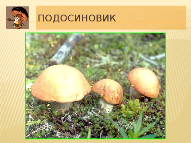 Подосиновик Шляпка 5-25 см (до 30 см) в диаметре, полушаровидная, с плотно прижатым к ножке краем, позднее подушковидная, со свисающей по краю кожицей, слабо бархатисто-волокнистая или гладкая, сухая, реже слегка влажная, красная, оранжевая или буроватая. Ножка цилиндрическая, иногда расширяющаяся к основанию, 8-14 см длиной, 1.5-3 см толщиной, серовато-белая, с белыми, позднее бурыми волокнистыми чешуйками. Мякоть плотная, белая, в основании ножки синеватая, на разрезе синеющая, затем чернеющая. Образует микоризу с осиной, реже с березой и другими лиственными породами. В лиственных и смешанных лесах – преимущественно с осиной, реже с березой, дубом, тополем, сосной или елью. Июль-сентябрь. Один из наиболее распространенных в умеренном поясе северного полушария и пользующихся популярностью съедобных грибов. 12 