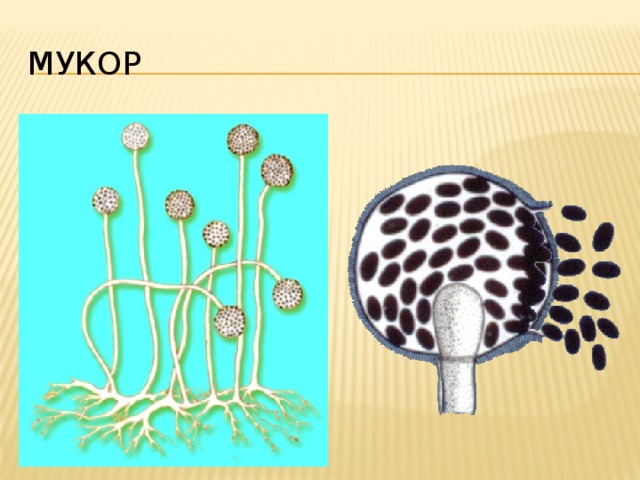 Мукор В спорангиях созревают споры.  Споры мукора такие мелкие, что их не увидеть невооруженным глазом. Созревая, они разносятся потоками воздуха. Попадая на благоприятную почву, споры прорастают, образуя мицелий. 18 