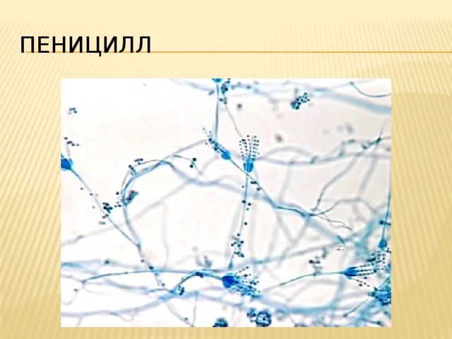 Пеницилл Посмотри еще раз в микроскоп. Видишь эти крошечные 