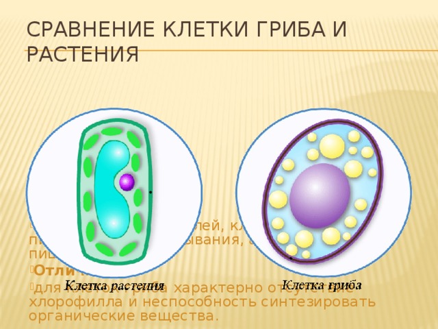Сравнение клетки гриба и растения Сходство : наличие ядра, вакуолей, клеточной стенки, питание путем всасывания, а не заглатывания пищи. Отличия : для клеток гриба характерно отсутствие хлорофилла и неспособность синтезировать органические вещества. Мы рассмотрели разные типы грибов. Поговорили об особенностях их строения и питания. А теперь обратимся к тому, что же общего и различного у грибов с другими живыми организмами.  