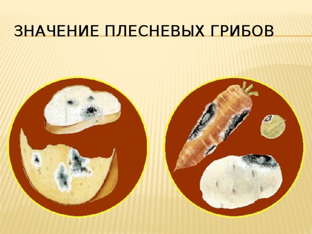 Значение плесневых грибов Плесневые грибы приносят большой вред человеку, поселяясь на продуктах питания. 18 