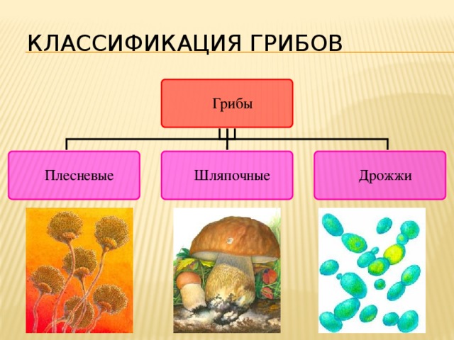 Классификация грибов по способу питания схема 25