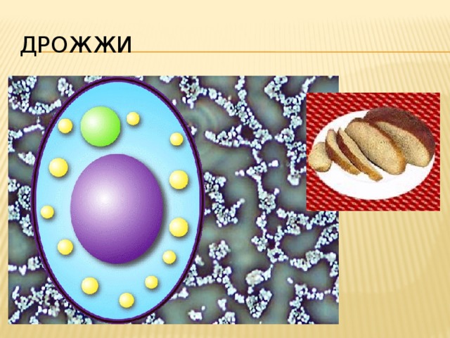 Дрожжи Результатами деятельности таких грибов, как дрожжи, мы с тобой пользуемся постоянно, например, когда едим хлеб. Теперь давай рассмотрим дрожжи под микроскопом. Видишь разветвленные цепочки овальных клеток? Это и есть дрожжи. В клетках дрожжей видно множество капель жира. 24 
