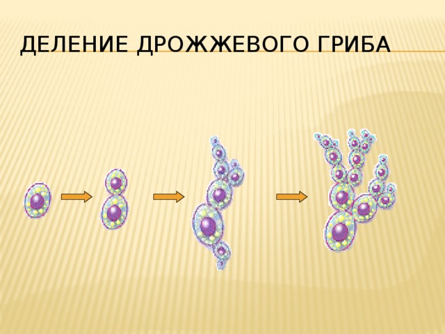 Деление дрожжевого гриба Посмотрим ещё раз поэтапно, как делятся дрожжи. Смотри!  На поверхности клетки появляется вырост, который постепенно увеличивается. Ядро материнской клетки делится на две части, одна из которых переходит в этот бугорок.  Таким образом, возникают две клетки. Обрати внимание на то, что материнская клетка при этом не перестает существовать, как это бывает при обычном делении материнской клетки на две дочерние.  Такой способ размножения называется почкованием. 24 