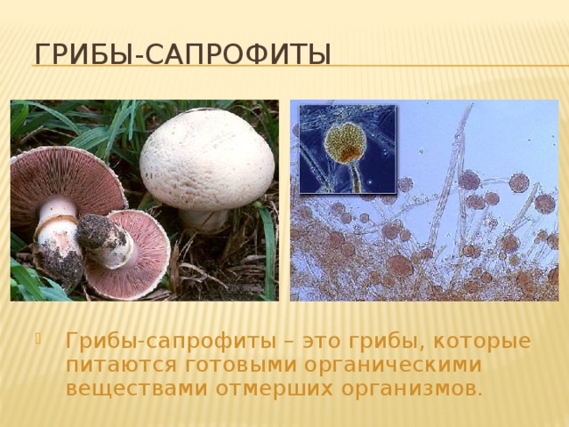 Грибы-сапрофиты Грибы-сапрофиты играют важную роль в круговороте веществ в природе, минерализуя органические вещества, освобождают почву от мёртвых остатков и одновременно пополняют в ней запасы минеральных солей, которые служат питанием для зелёных растений. Грибы-сапрофиты – это грибы, которые питаются готовыми органическими веществами отмерших организмов. 29 