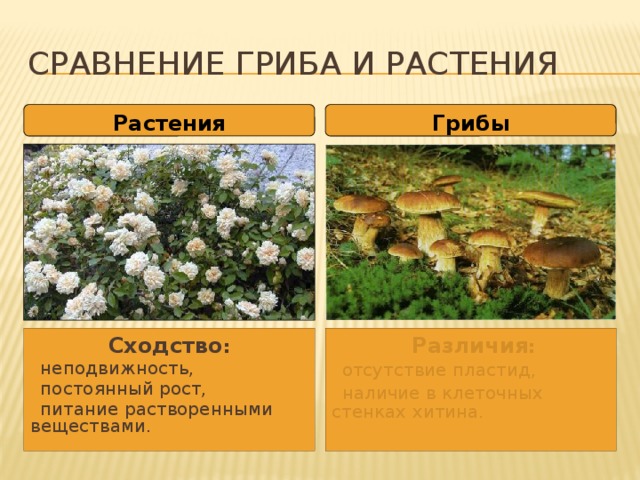 Сравнение гриба и растения Растения Грибы Вегетативное тело грибов представлено грибницей, или мицелием.  Для грибов характерны неподвижность, постоянный рост, питание растворенными веществами.  С другой стороны, для грибов характерно отсутствие пластид и наличие в клеточных стенках хитина. Сходство :  Различия :  неподвижность,  постоянный рост,  питание растворенными веществами.  отсутствие пластид,  наличие в клеточных стенках хитина.  