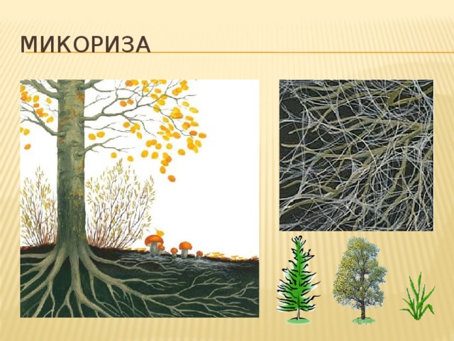 Микориза  Микориза очень выгодна обоим партнёрам. В результате гриб получает от дерева углеводы, аминокислоты и фитогормоны, а сам делает доступными для поглощения и всасывания растением воду и минеральные вещества. Вдобавок, гриб обеспечивает дерево большей поверхностью всасывания.  Число растений, способных образовывать микоризу, очень велико: все голосеменные, 90% двудольных и около 70% однодольных растений. 32 