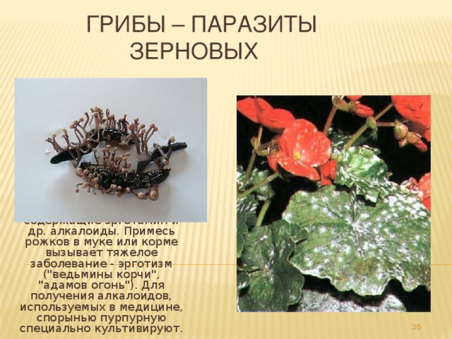 Грибы – паразиты  зерновых  МУЧНИСТАЯ РОСА - обобщенное название болезней растений, вызываемых разными мучнисторосяными грибами, которые поражают многие сельскохозяйственные культуры, древесные породы. На листьях, стеблях, плодах развивается мучнисто-белый порошистый налет, плоды растрескиваются и загнивают.  СПОРЫНЬЯ вызывают болезнь злаков (чаще ржи) того же названия. Развиваются в завязи растения-хозяина. Наиболее распространена спорынья пурпурная. В колосьях пораженных злаков вместо зерен образуются черно-фиолетовые рожки, содержащие эрготамин и др. алкалоиды. Примесь рожков в муке или корме вызывает тяжелое заболевание - эрготизм (