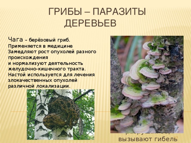 Грибы – паразиты  деревьев ТРУТОВЫЕ ГРИБЫ Плодовые тела мясистые, кожистые или деревянистые, часто копытообразной формы (напр., у чаги). Ок. 600 видов, обитают на древесине, разрушая ее; вызывают гибель деревьев. Чага – берёзовый гриб. Применяется в медицине Замедляют рост опухолей разного происхождения и нормализуют деятельность желудочно-кишечного тракта. Настой используется для лечения злокачественных опухолей различной локализации. 32 