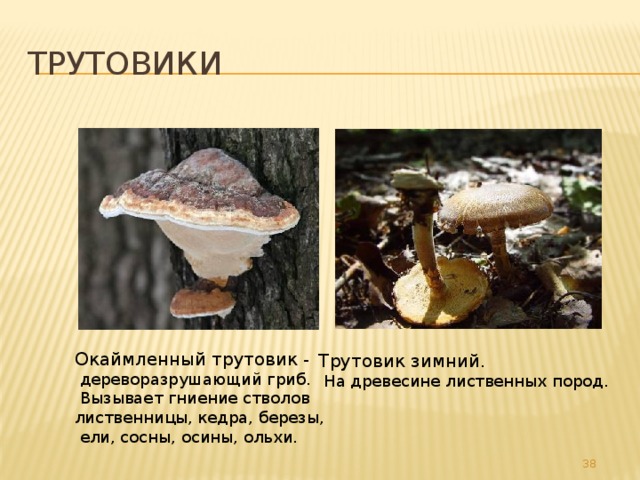Трутовики Окаймленный трутовик -  дереворазрушающий гриб.  Вызывает гниение стволов лиственницы, кедра, березы,  ели, сосны, осины, ольхи. Трутовик зимний .  На древесине лиственных пород. 32 
