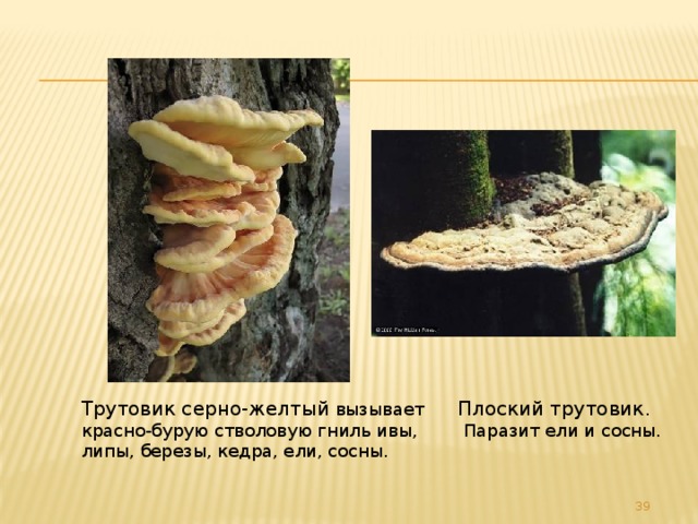Виды трутовиков с названиями и описанием - CollectPhoto.ru