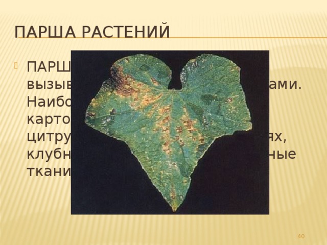 Парша растений ПАРША РАСТЕНИЙ, болезнь, вызываемая патогенными грибами. Наиболее вредоносны парша картофеля, яблони и груши, цитрусовых. На стеблях, листьях, клубнях, плодах пятна; покровные ткани шелушатся. 32 