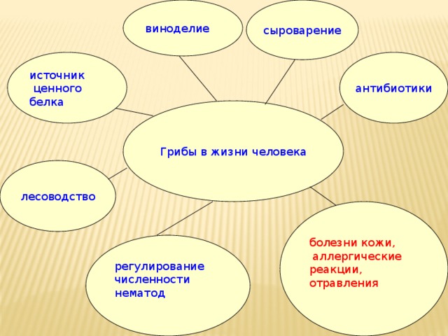 сыроварение виноделие источник антибиотики  ценного белка Грибы в жизни человека лесоводство болезни кожи,  аллергические реакции, отравления регулирование численности нематод 