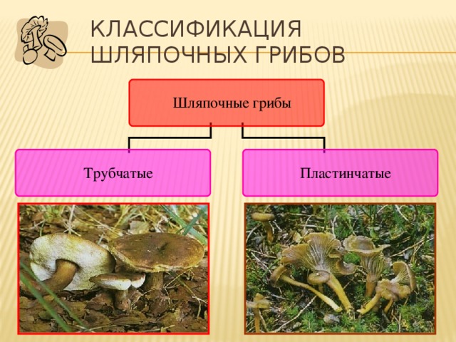 Классификация шляпочных грибов По особенностям строения шляпки шляпочные грибы подразделяются на:  трубчатые,  пластинчатые. 9 