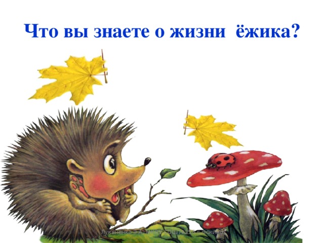Что вы знаете о жизни ёжика?   Лукяненко Э.А. МКОУ СОШ №256 г.Фокино 