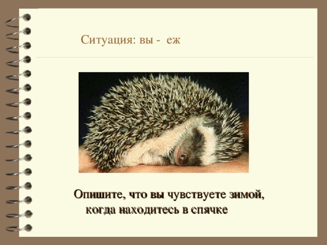  Ситуация: вы - еж  Опишите, что вы чувствуете зимой,  когда находитесь в спячке 