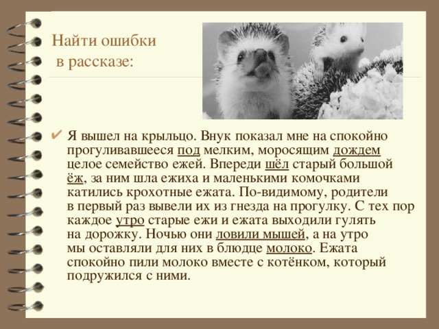 Найти ошибки  в рассказе:  Я вышел на крыльцо. Внук показал мне на спокойно прогуливавшееся под мелким, моросящим дождем целое семейство ежей. Впереди шёл старый большой ёж , за ним шла ежиха и маленькими комочками катились крохотные ежата. По-видимому, родители в первый раз вывели их из гнезда на прогулку. С тех пор каждое утро старые ежи и ежата выходили гулять на дорожку. Ночью они ловили мышей , а на утро мы оставляли для них в блюдце молоко . Ежата спокойно пили молоко вместе с котёнком, который подружился с ними. 