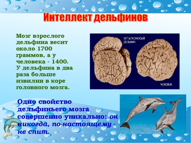 Мозг взрослого дельфина весит около 1700 граммов, а у человека - 1400. У дельфина в два раза больше извилин в коре головного мозга. Одно свойство дельфиньего мозга совершенно уникально: он никогда, по-настоящему - не спит . 