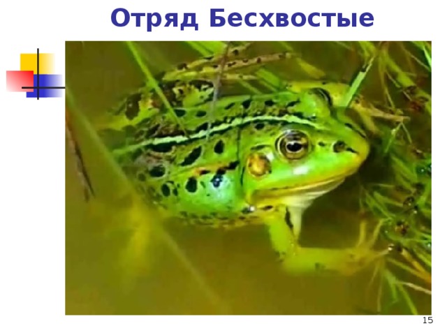 Отряд Бесхвостые   