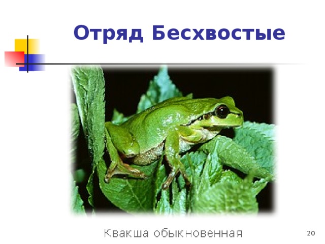 Отряд Бесхвостые  