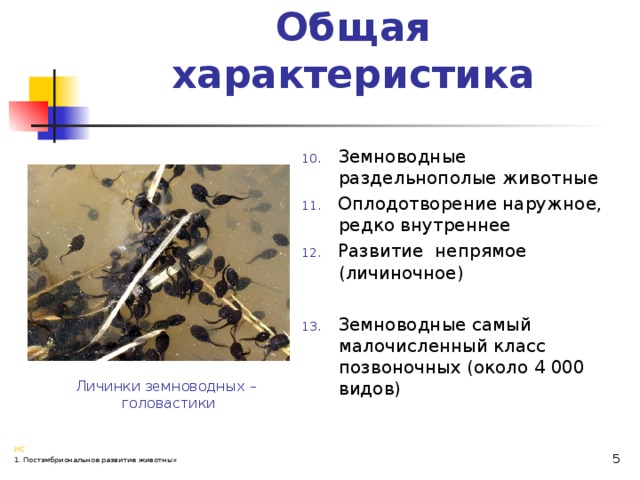 Общая характеристика 10. Земноводные раздельнополые животные 11. Оплодотворение наружное, редко внутреннее 12. Развитие непрямое (личиночное) 13. Земноводные самый малочисленный класс позвоночных (около 4 000 видов) Личинки земноводных – головастики  ИС 1. Постэмбриональное развитие животных 