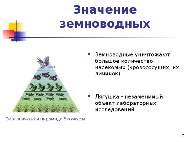 Значение земноводных Земноводные уничтожают большое количество насекомых (кровососущих, их личинок)   Лягушка - незаменимый объект лабораторных исследований Экологическая пирамида биомассы  