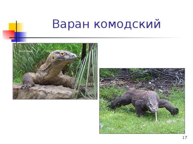 Варан комодский  