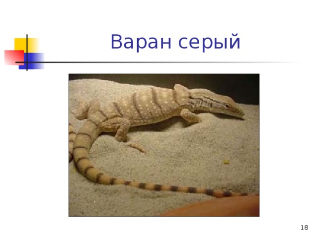 Варан серый  